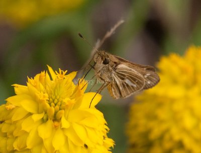 Salt Marsh Skipper _I9I0739.jpg