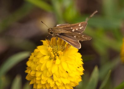 Salt Marsh Skipper _I9I0744.jpg