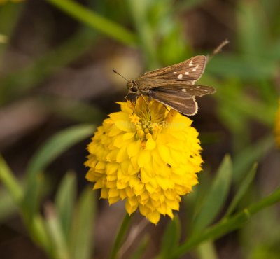 Salt Marsh Skipper _I9I0747.jpg