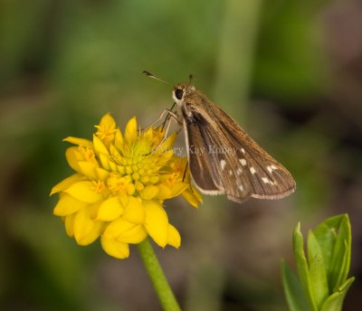 Salt Marsh Skipper _I9I0758.jpg