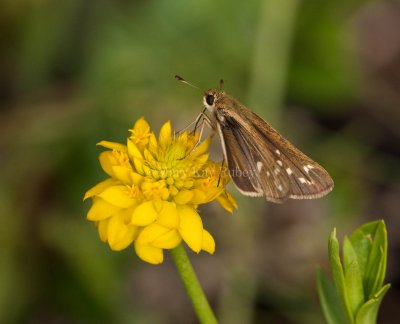 Salt Marsh Skipper _I9I0759.jpg