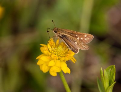 Salt Marsh Skipper _I9I0760.jpg