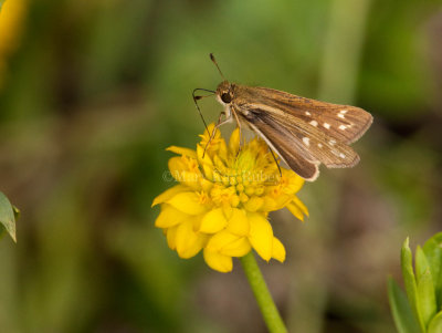 Salt Marsh Skipper _I9I0761.jpg