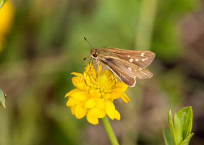 Salt Marsh Skipper _I9I0763.jpg