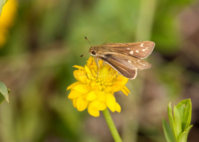 Salt Marsh Skipper _I9I0765.jpg