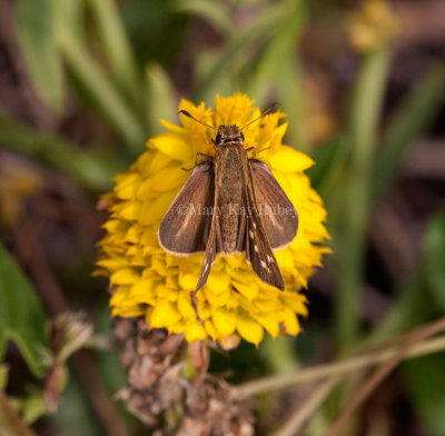 Salt Marsh Skipper _I9I0768.jpg