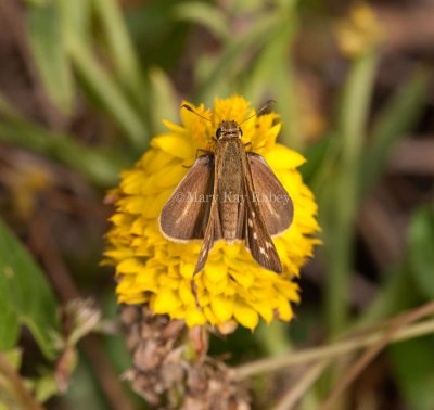 Salt Marsh Skipper _I9I0770.jpg