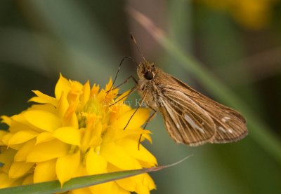 Salt Marsh Skipper _I9I0777.jpg
