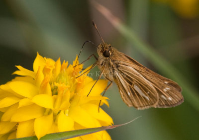 Salt Marsh Skipper _I9I0778.jpg
