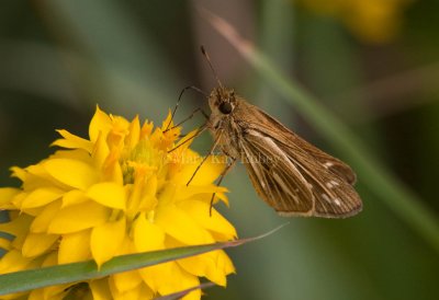 Salt Marsh Skipper _I9I0779.jpg