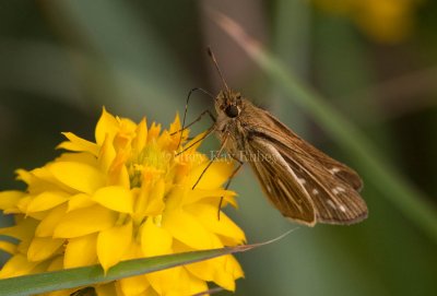 Salt Marsh Skipper _I9I0780.jpg