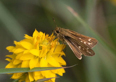 Salt Marsh Skipper _I9I0781.jpg