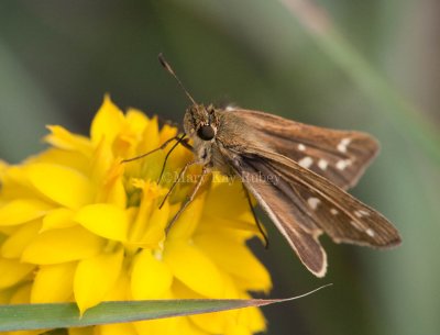 Salt Marsh Skipper _I9I0783.jpg