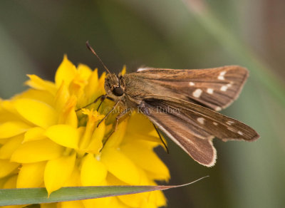 Salt Marsh Skipper _I9I0785.jpg