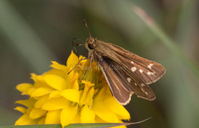 Salt Marsh Skipper _I9I0787.jpg