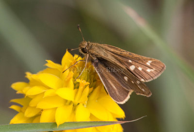 Salt Marsh Skipper _I9I0788.jpg