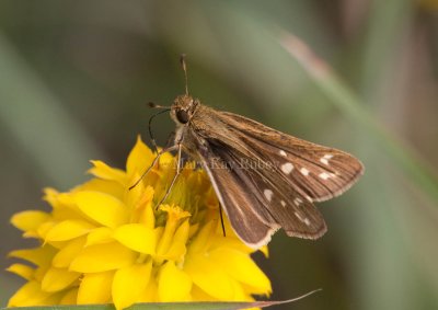 Salt Marsh Skipper _I9I0789.jpg