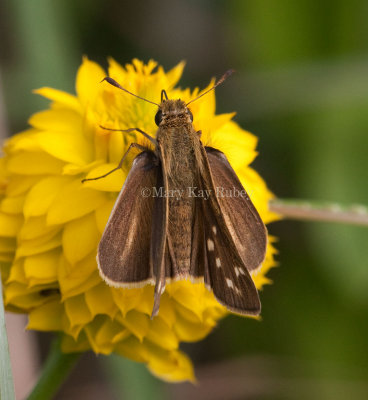 Salt Marsh Skipper _I9I0791.jpg