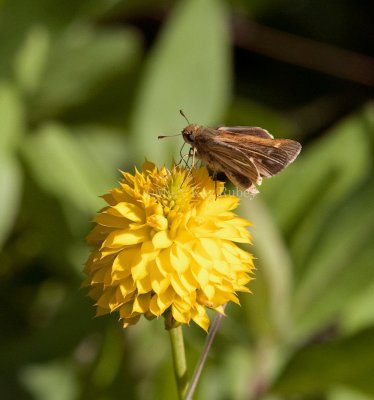 Salt Marsh Skipper _I9I0802.jpg