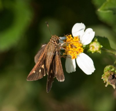 Salt Marsh Skipper _I9I0823.jpg