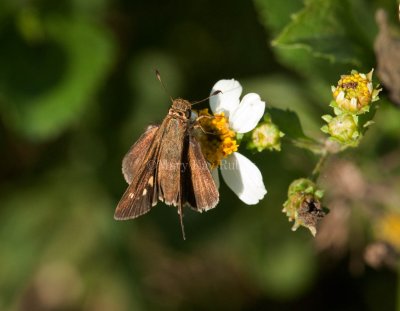 Salt Marsh Skipper _I9I0827.jpg