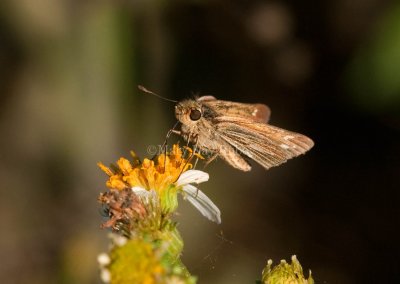 Salt Marsh Skipper _I9I0867.jpg