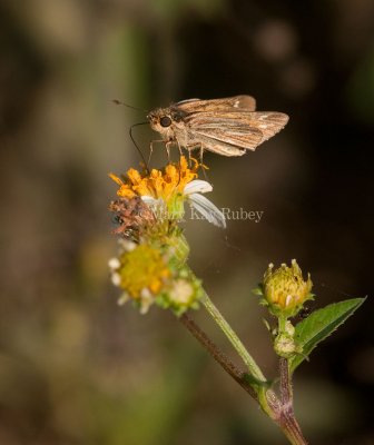 Salt Marsh Skipper _I9I0869.jpg
