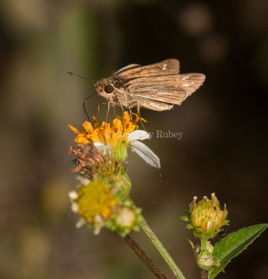 Salt Marsh Skipper _I9I0870.jpg