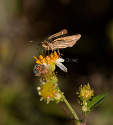 Salt Marsh Skipper _I9I0871.jpg