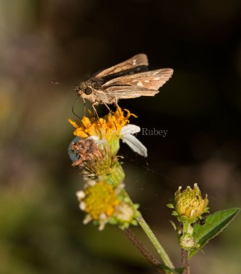 Salt Marsh Skipper _I9I0872.jpg