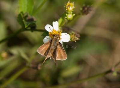 Salt Marsh Skipper _I9I0907.jpg