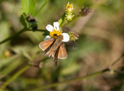 Salt Marsh Skipper _I9I0909.jpg