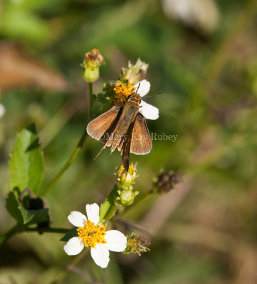 Salt Marsh Skipper _I9I0910.jpg