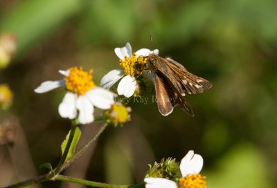 Salt Marsh Skipper _I9I1224.jpg
