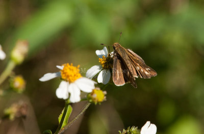 Salt Marsh Skipper _I9I1225.jpg