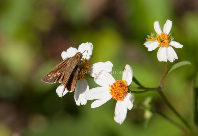 Salt Marsh Skipper _I9I1232.jpg