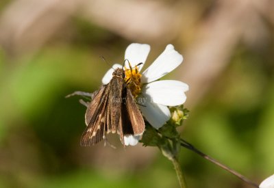 Salt Marsh Skipper _I9I1234.jpg