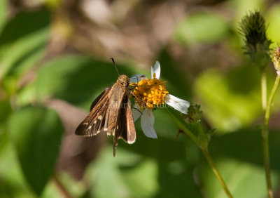 Salt Marsh Skipper _I9I1235.jpg