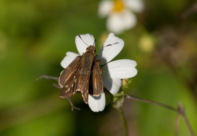 Salt Marsh Skipper _I9I1236.jpg
