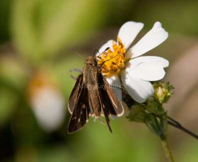 Salt Marsh Skipper _I9I1287c.jpg