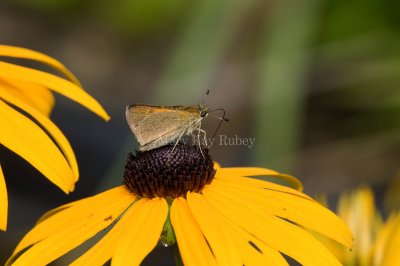 Tawny-edged Skipper female _11R7969.jpg