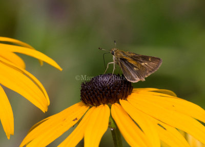 Tawny-edged Skipper female _11R8015.jpg