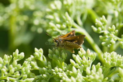 Tawny-edged Skipper female _11R8856.jpg