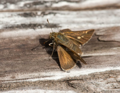 Tawny-edged Skipper female _I9I0480.jpg