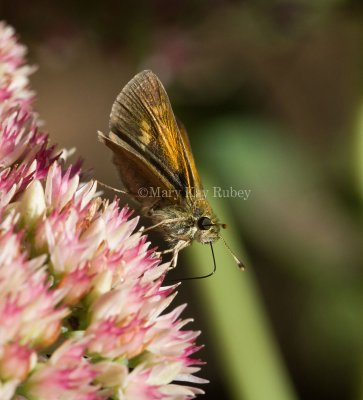 Tawny-edged Skipper female _MG_1629.jpg