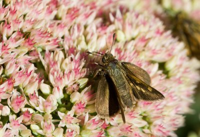 Tawny-edged Skipper female _MG_1717.jpg