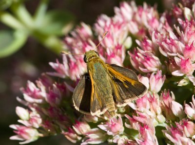 Tawny-edged Skipper male _MG_9109.jpg