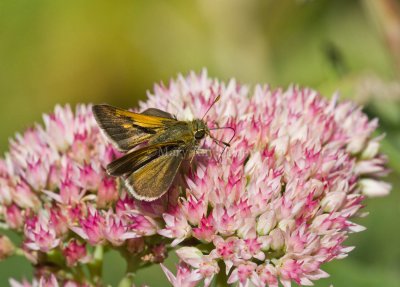 Tawny-edged Skipper male _MG_9349.jpg