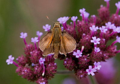 Tawny-edged Skipper male _I9I0562.jpg