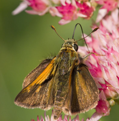 Tawny-edged Skipper male_MG_9787.jpg